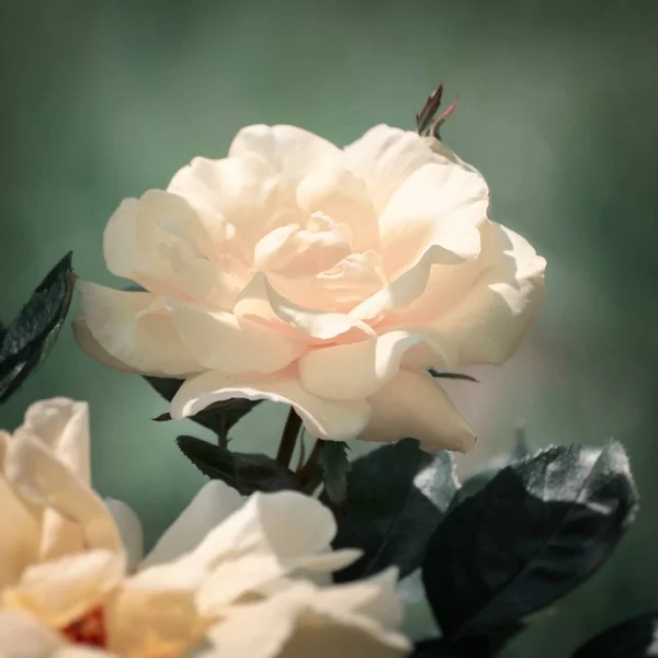 Чайної троянди квітка — стокове фото