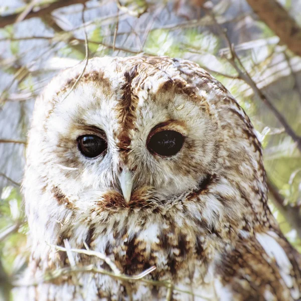 Single Owl in Branches — Stock Photo, Image