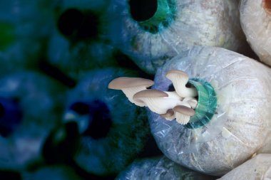 Hint istiridye Çiftliği'nin plastik torbalarda.