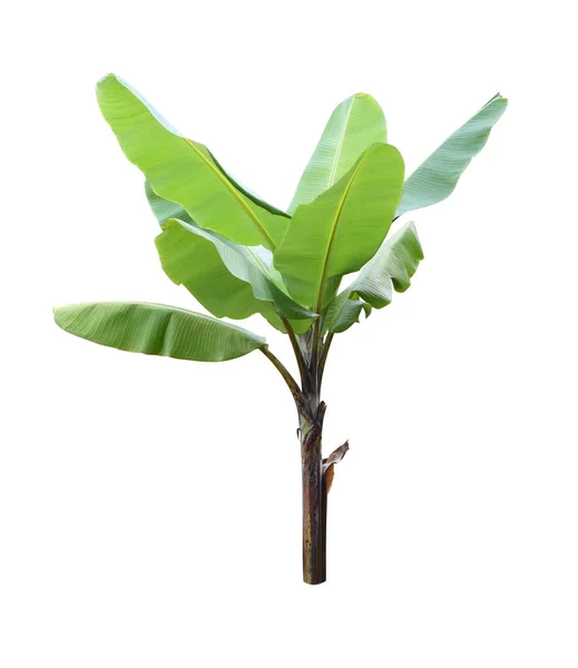 Beyaz arka plan üzerinde tek muz bitki.
