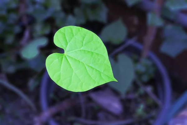 Hoja Semilla Luna Con Corazón Parte Superior Maceta — Foto de Stock