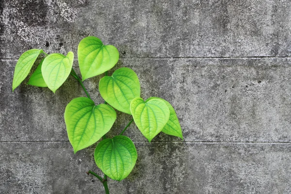 Pepparplantan Den Gamla Cementväggen — Stockfoto