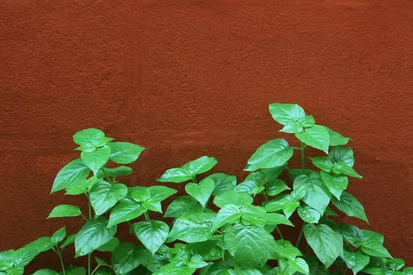 Asystasia Gangetica Bush Orange Brick Wall — Stock Photo, Image