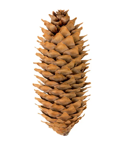 Pine cone isolated on a white, close-up. Royalty Free Stock Photos