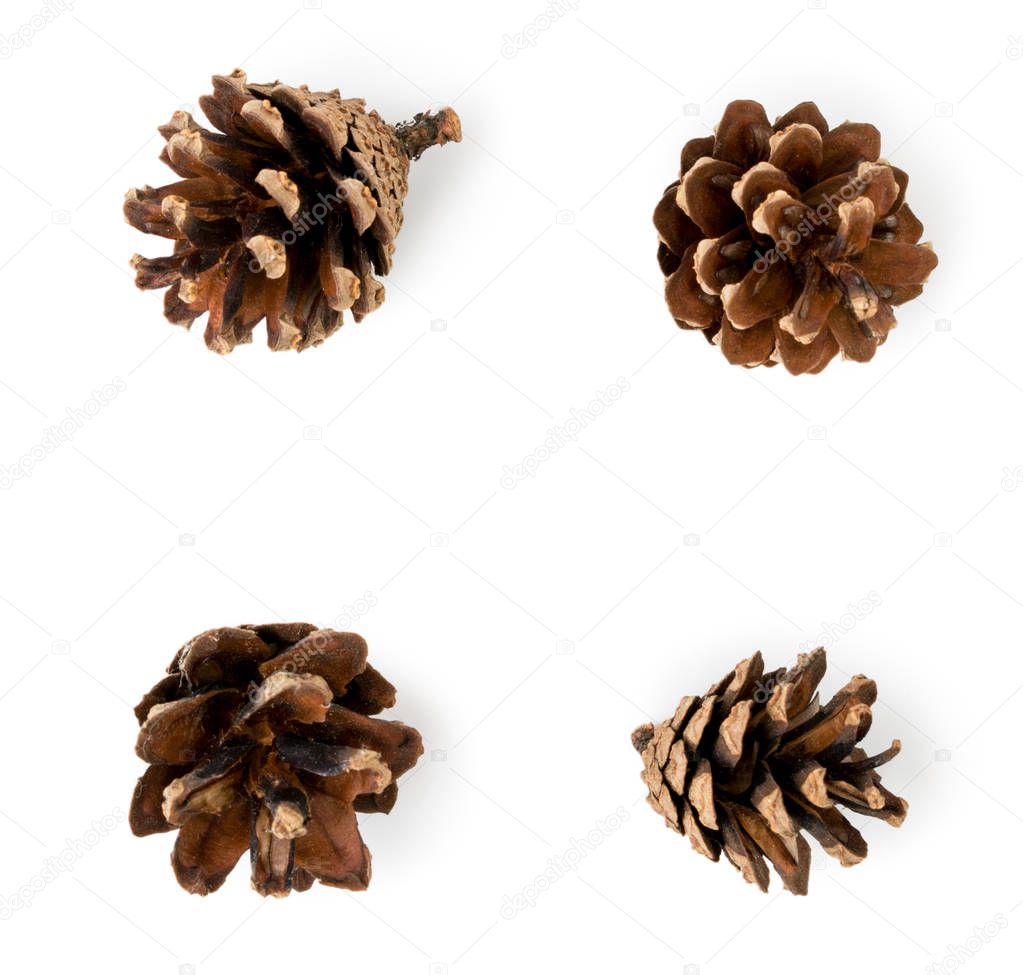 Set of four pine cones on a white background, isolated.