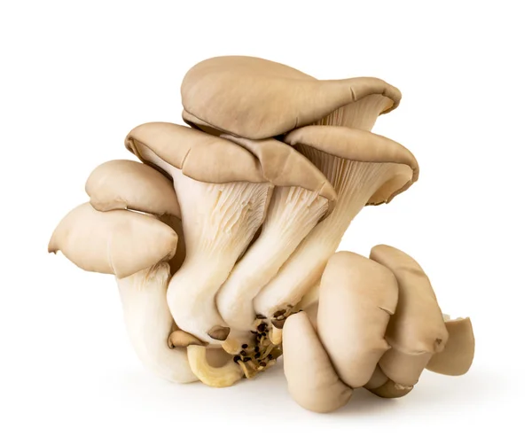 Устричный гриб крупным планом изолирован на белом . — стоковое фото