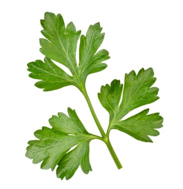 Maydanoz yaprak beyaz bir yakın çekim. İzole