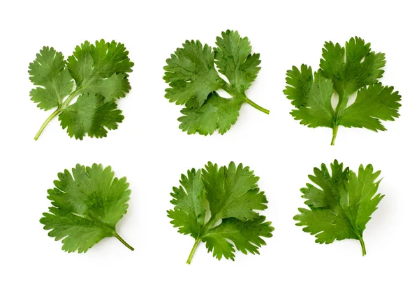 Set of cilantro leaves on a white, isolated. The form of the top. — Stock Photo, Image