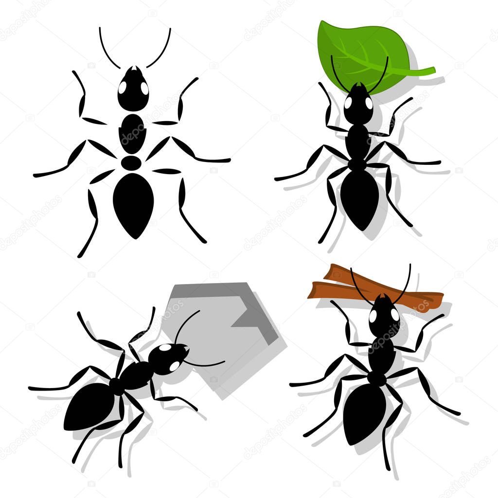Set of ant with separate parts, with leaf, branch and pebble on white.