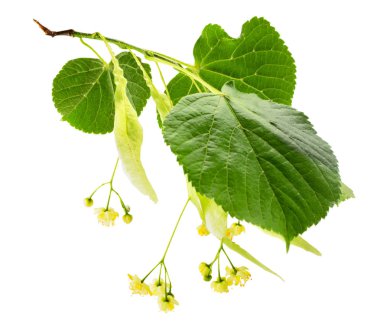 Ihlamur çiçek dalı beyaz bir yaprak closeup ile. Izole.