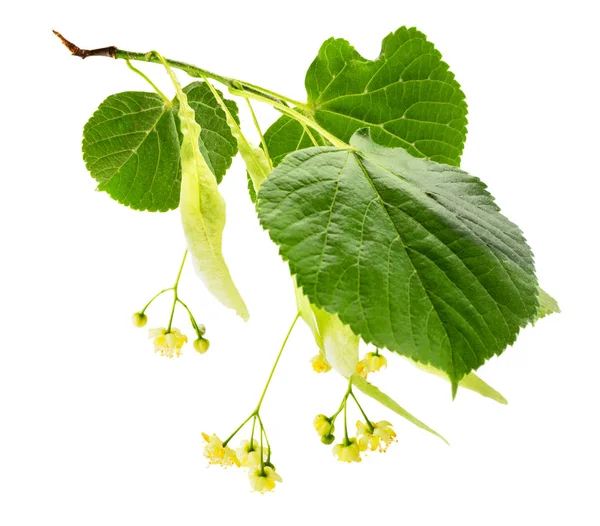 Rama de flores de tilo con hojas de primer plano sobre un blanco. Aislado . — Foto de Stock