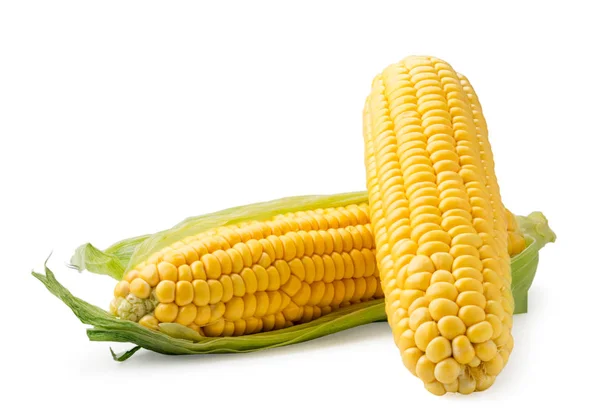 Két kukorica cob fehér alapon. Elszigetelt — Stock Fotó