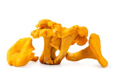 Mantarlar chanterelle yakın çekim beyaz. Izole