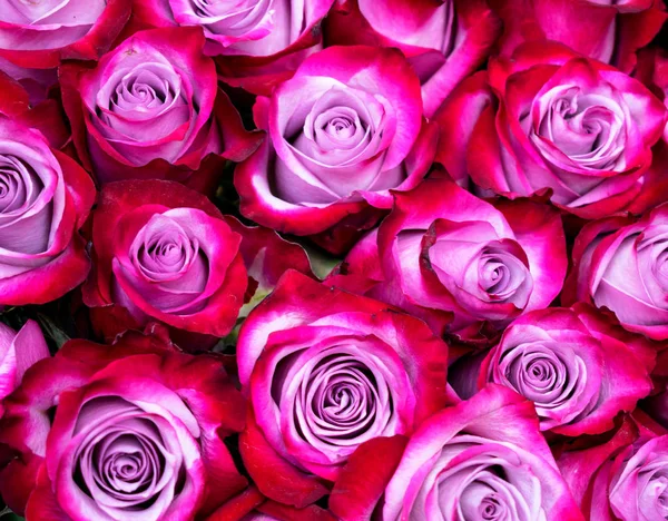 Rote Rosen mit rosa Tönung Nahaufnahme, Hintergrund. — Stockfoto