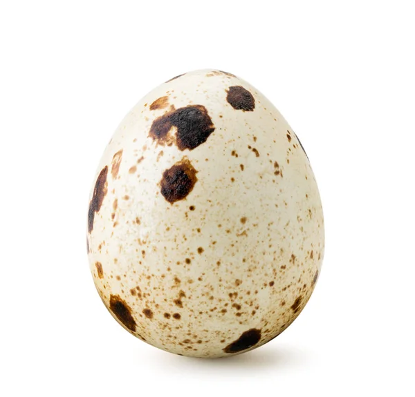 Одно перепелиное яйцо крупным планом на белом. Isolated — стоковое фото