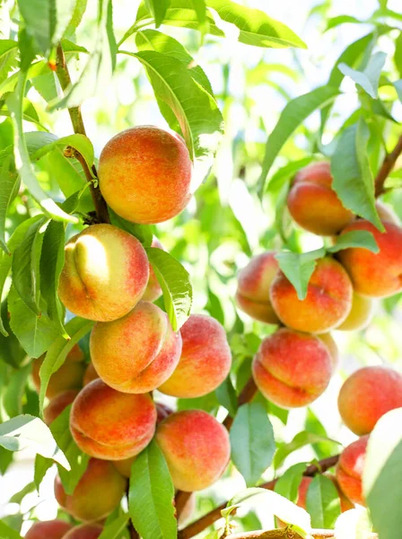 Ripe peaches grow on a tree close-up. Ripe peaches