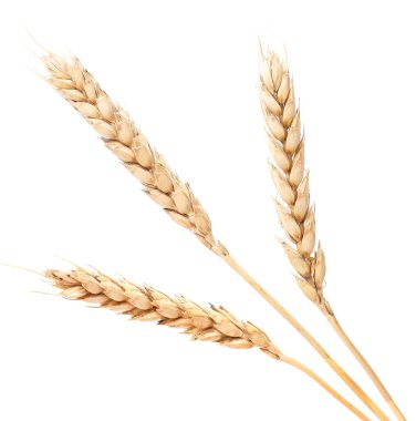 Buğday kulakları beyaz arka planda. İzole edilmiş
