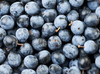 Olgun böğürtlenleri yakın plan, arka plan. Yukarıdan görünüm