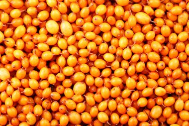 Dikenli deniz dikenleri yakın plan. Yukarıdan görünüm