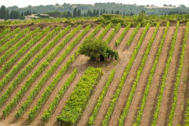 Orta küçük ev ile Toskana bağ