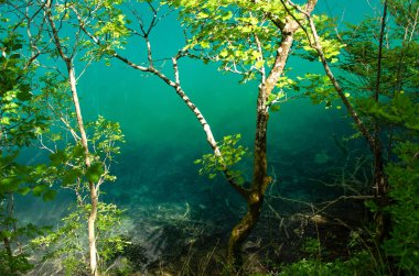 Plitvice Ulusal Parkı 'nda turkuaz gölü olan parlak ağaçlar. Uzun eskiz