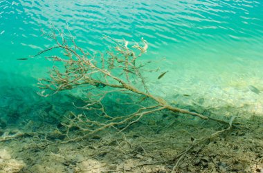 Hırvatistan 'ın Plitvice Ulusal Parkı' ndaki şeffaf turkuaz sudaki batık kereste