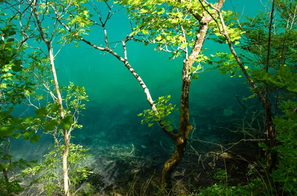 Sonnenhelle Bäume Mit Türkisfarbenem See Nationalpark Plitvice Lange Aufgabenstellung — Stockfoto