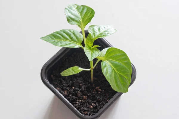 Agriculture. Seedling plants on a white background.