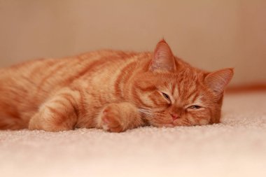 Kırmızı kedi uykuya dalar