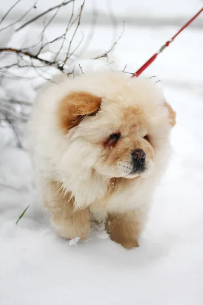 White chow chow puppy