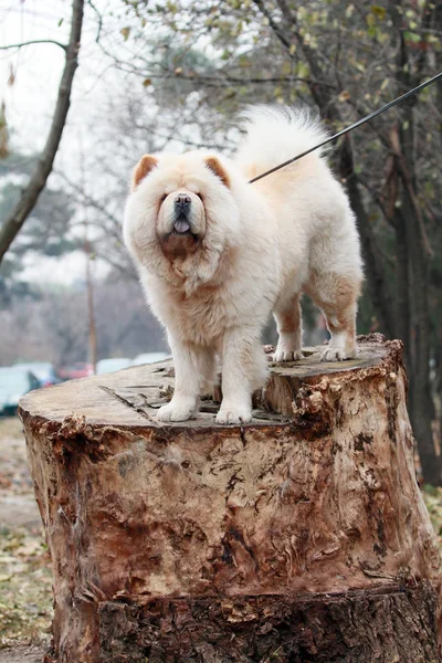 Biały Chiński Chow Chow — Zdjęcie stockowe