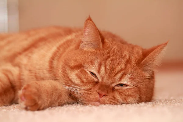 Czerwony Kot Zaśnie — Zdjęcie stockowe