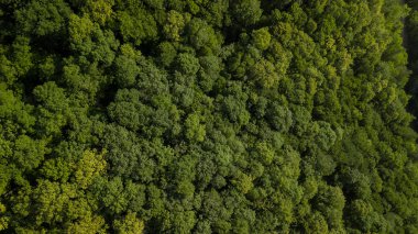 Rusya, Kafkasya 'da orman arka planındaki yeşil ağaçların havadan görünüşü. Drone fotoğrafçılığı. Kozalaklı ve yaprak döken ağaçlar, orman yolu. Çam ormanının tepesinde güzel bir panoramik fotoğraf.