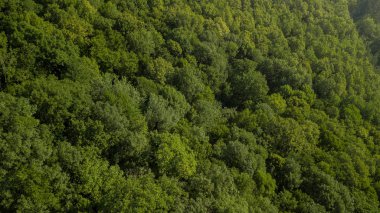 Rusya, Kafkasya 'da orman arka planındaki yeşil ağaçların havadan görünüşü. Drone fotoğrafçılığı. Kozalaklı ve yaprak döken ağaçlar, orman yolu. Çam ormanının tepesinde güzel bir panoramik fotoğraf.