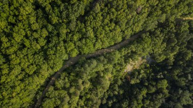 Rusya, Kafkasya 'da orman arka planındaki yeşil ağaçların havadan görünüşü. Drone fotoğrafçılığı. Kozalaklı ve yaprak döken ağaçlar, orman yolu. Çam ormanının tepesinde güzel bir panoramik fotoğraf.