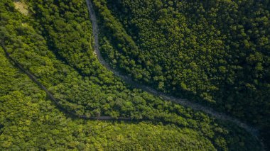 Rusya, Kafkasya 'da orman arka planındaki yeşil ağaçların havadan görünüşü. Drone fotoğrafçılığı. Kozalaklı ve yaprak döken ağaçlar, orman yolu. Çam ormanının tepesinde güzel bir panoramik fotoğraf.