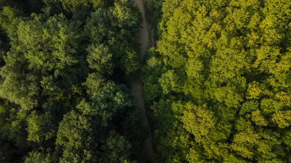 Widok Lotu Ptaka Zielone Drzewa Tle Lasu Kaukaz Rosja Fotografia — Zdjęcie stockowe