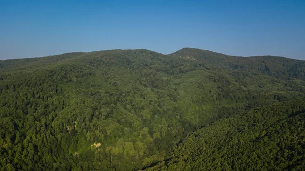 Yaz yeşil ağaçlar ve dağ, Kafkasya, Rusya Federasyonu Hava üstten görünüm. Uçak fotoğraf. İğne yapraklı ve yaprak döken ağaçlar. Çam ormanı üst kısımları üzerinde güzel panoramik fotoğraf.
