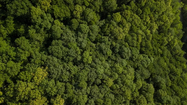 Aerial Top View Nyári Zöld Fák Erdő Háttér Kaukázus Oroszország — Stock Fotó