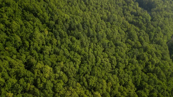 Vista Aérea Superior Árvores Verdes Verão Fundo Floresta Cáucaso Rússia — Fotografia de Stock