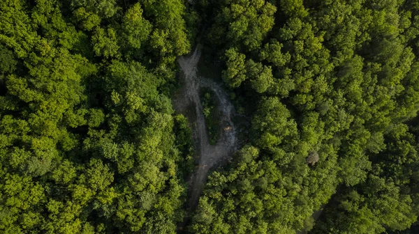 Rusya, Kafkasya 'da orman arka planındaki yeşil ağaçların havadan görünüşü. Drone fotoğrafçılığı. Kozalaklı ve yaprak döken ağaçlar, orman yolu. Çam ormanının tepesinde güzel bir panoramik fotoğraf.