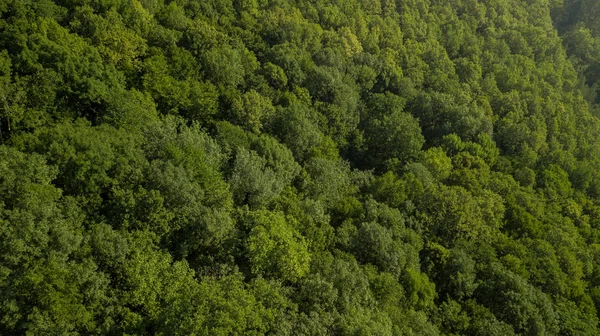 Vista Aérea Superior Árvores Verdes Verão Fundo Floresta Cáucaso Rússia — Fotografia de Stock