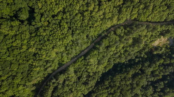 Rusya, Kafkasya 'da orman arka planındaki yeşil ağaçların havadan görünüşü. Drone fotoğrafçılığı. Kozalaklı ve yaprak döken ağaçlar, orman yolu. Çam ormanının tepesinde güzel bir panoramik fotoğraf.