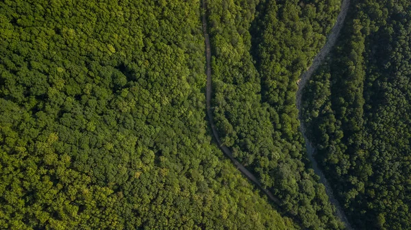 Αεροφωτογραφία Των Καλοκαιρινών Πράσινων Δέντρων Φόντο Δάσους Καύκασος Ρωσία Φωτογραφία — Φωτογραφία Αρχείου