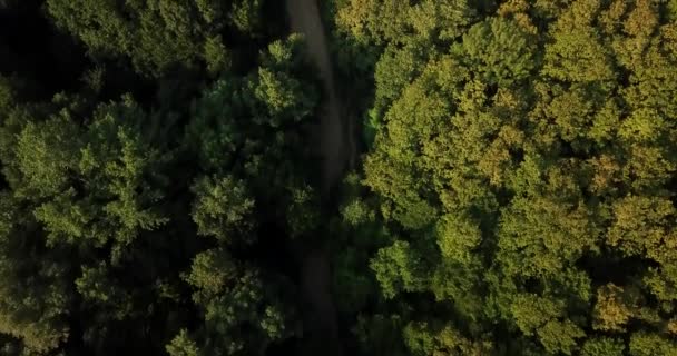 Rusya Orman Dağlar Hava Dron Tarafından Mavi Gökyüzünün Altında Çarpıcı — Stok video
