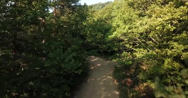 Forest Bomen Passeren Tracking Shot Zonsondergang Vliegen Door Drone Vanuit — Stockvideo