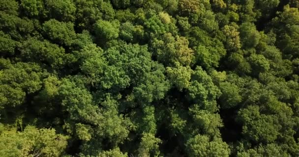 Russisch Bos Bergen Onder Blue Sky Door Luchtfoto Drone Prachtige — Stockvideo