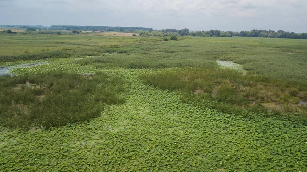 Impresionante Aéreo Drone Stock Fotografía Floración Lotos Lago Cerca Carretera — Foto de Stock