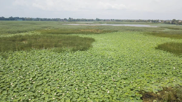 Impresionante Aéreo Drone Stock Fotografía Floración Lotos Lago Cerca Carretera — Foto de Stock