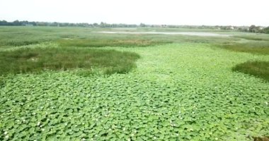 Çiçekli nilüferler Rusyanın Krasnodar Krayı road yakınındaki gölde çarpıcı havadan uçak Stok görüntüleri.